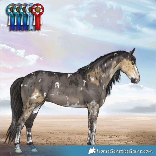 Horse Color:White Spotted Buckskin Dun Rabicano Brindle  and White Spotted Smoky Grullo Rabicano Brindle 