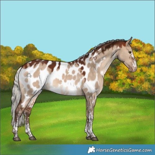 Horse Color:White Spotted Silver Brown Dun Appaloosa 