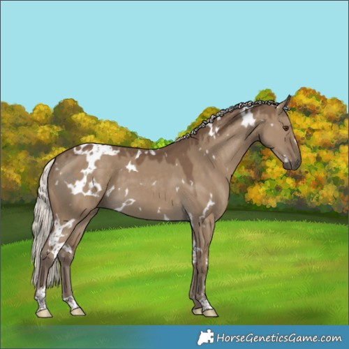 Horse Color:White Spotted Silver Smoky Grullo 
