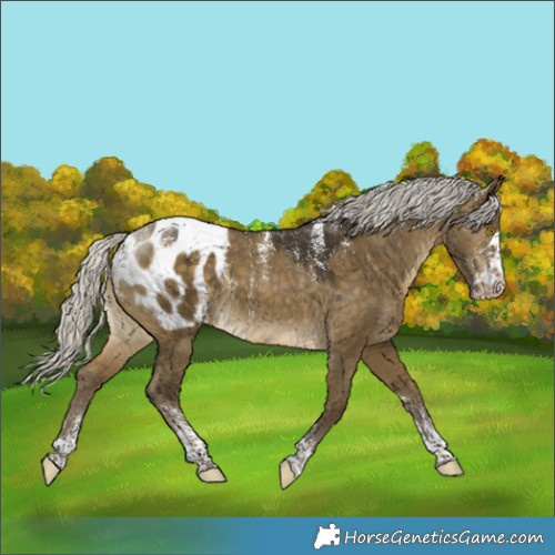 Horse Color:Powder White Silver Buckskin Dun Appaloosa 