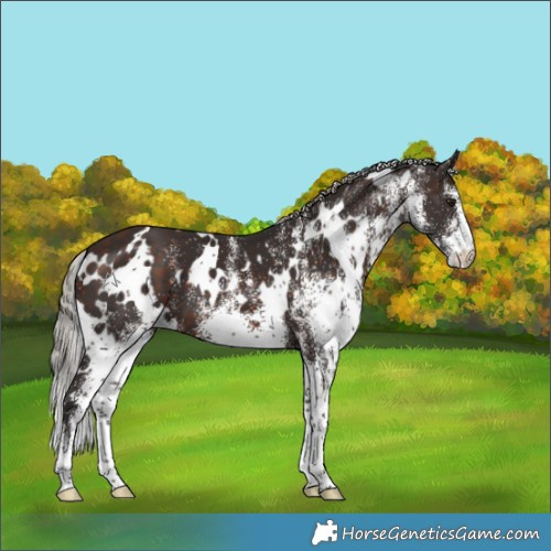 Horse Color:White Spotted Silver Brown 