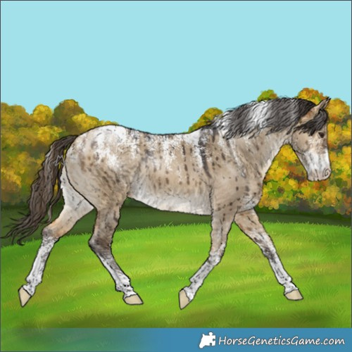 Horse Color:Powder White Buckskin Dun Brindle 