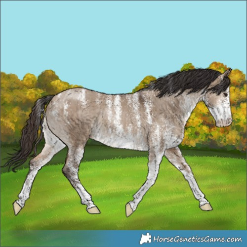 Horse Color:Powder White White Spotted Brown Dun Brindle 