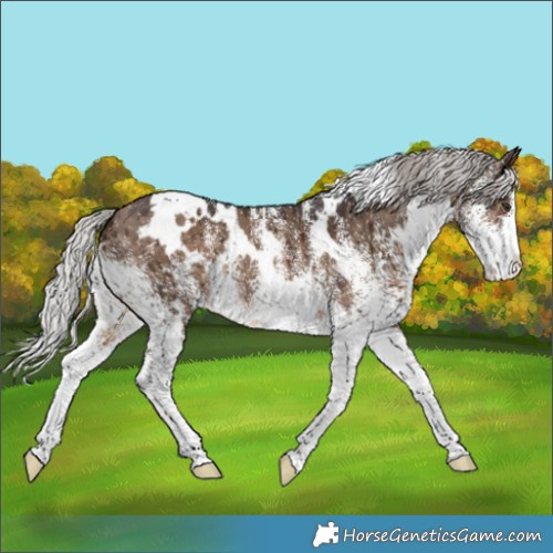 Horse Color:White Spotted Silver Brown Dun Brindle 