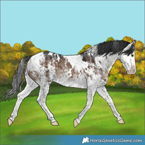 Horse Color:White Spotted Brown Dun Splash Brindle 