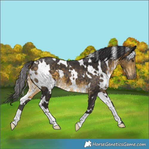 Horse Color:White Spotted Buckskin 