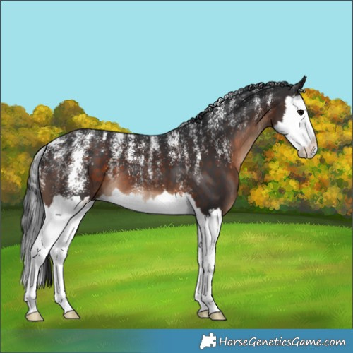 Horse Color:Powder White Brown Splash 