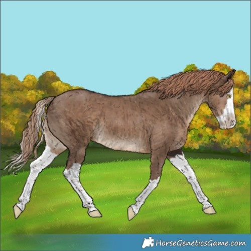 Horse Color:Liver Red Dun Splash Brindle