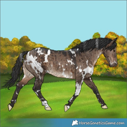 Horse Color:White Spotted Brown Dun Brindle 