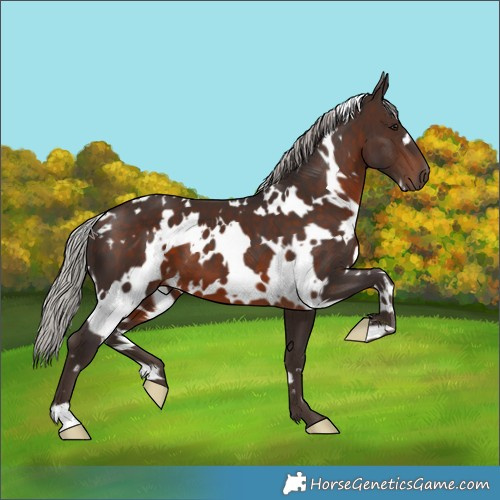 Horse Color:White Spotted Silver Brown 