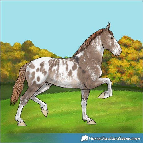Horse Color:Powder White White Spotted Liver Red Dun Appaloosa 
