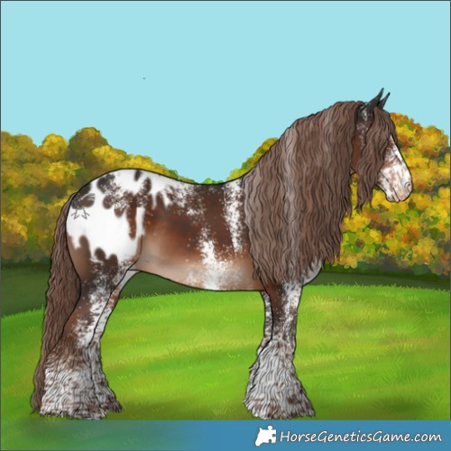Horse Color:Powder White White Spotted Liver Chestnut Appaloosa 