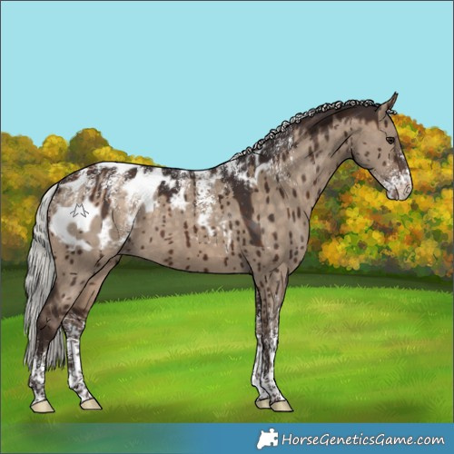 Horse Color:Powder White Silver Brown Dun Appaloosa Brindle 