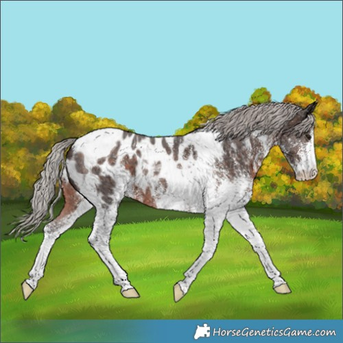 Horse Color:White Spotted Silver Brown Tobiano Appaloosa 