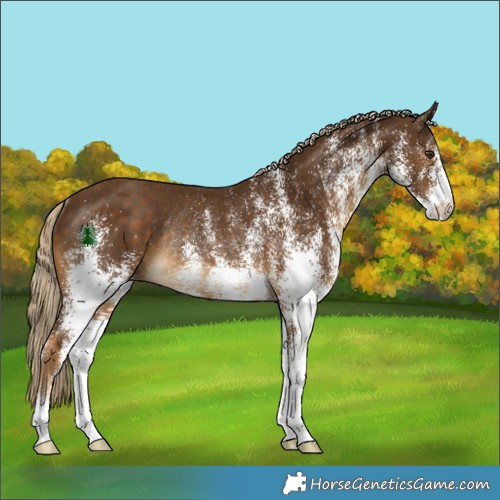 Horse Color:White Spotted Chocolate Palomino Rabicano