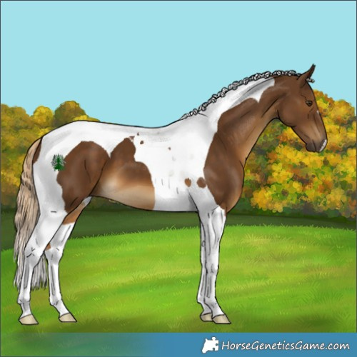 Horse Color:Chocolate Palomino Tobiano 
