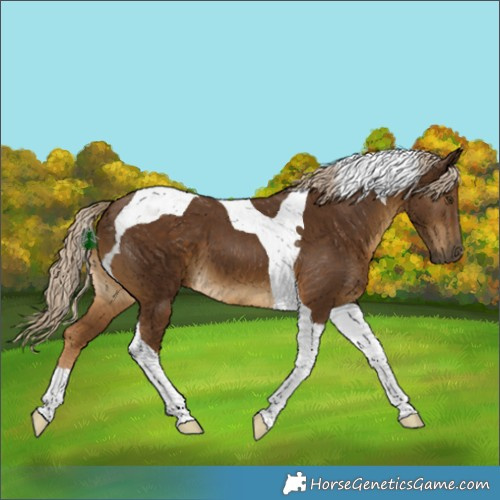 Horse Color:Chocolate Palomino Tobiano