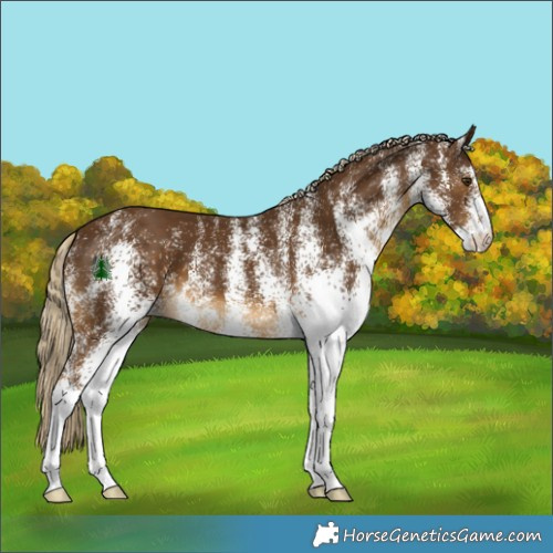 Horse Color:White Spotted Chocolate Palomino 