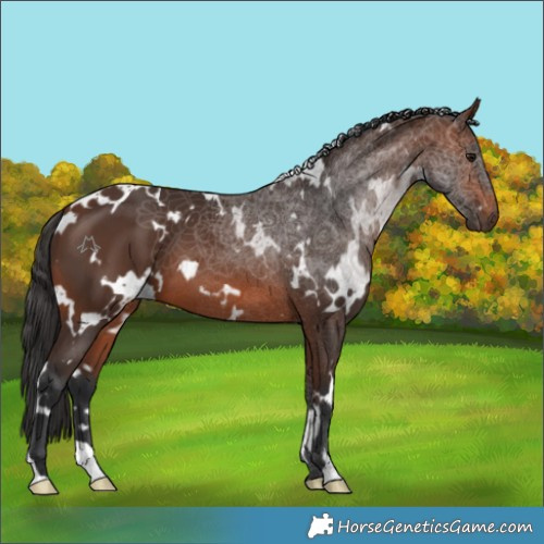 Horse Color:White Spotted Brown 