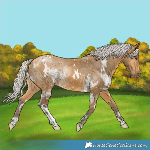 Horse Color:White Spotted Silver Buckskin