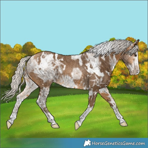 Horse Color:White Spotted Silver Buckskin Ice 