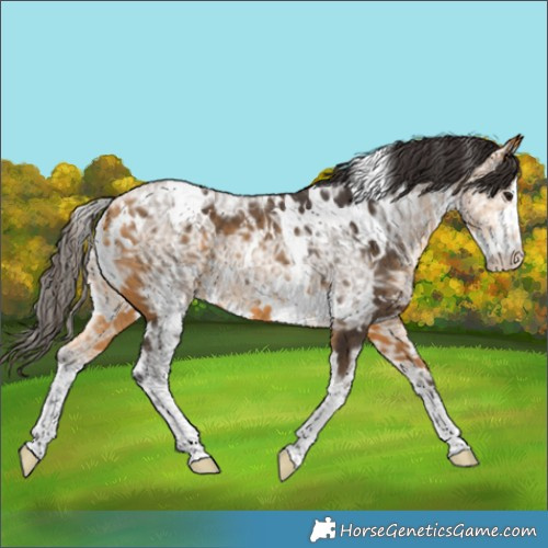 Horse Color:White Spotted Buckskin Ice 