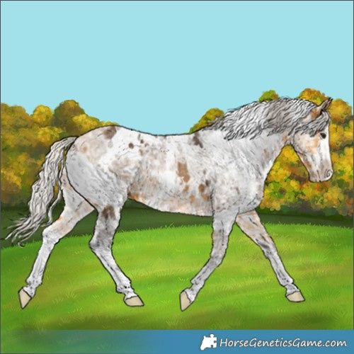 Horse Color:White Spotted Silver Buckskin Ice 