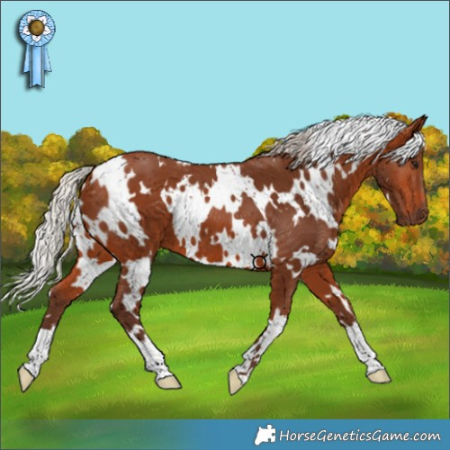 Horse Color:White Spotted Silver Bay 