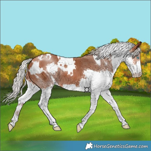 Horse Color:White Spotted Silver Bay Splash 