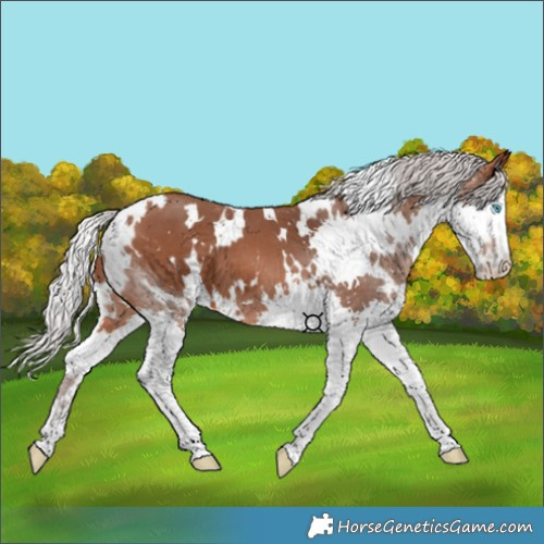 Horse Color:White Spotted Silver Brown Splash 