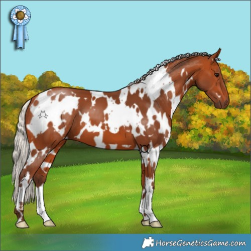 Horse Color:White Spotted Silver Bay 