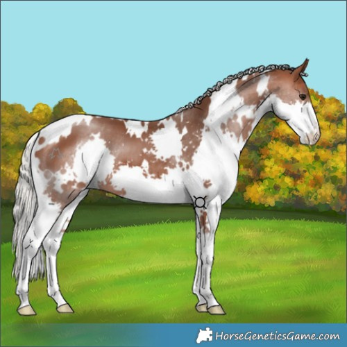 Horse Color:White Spotted Silver Brown Splash 