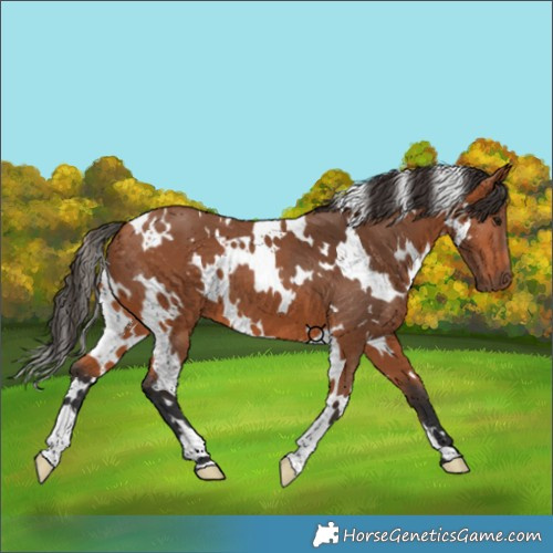 Horse Color:White Spotted Bay 