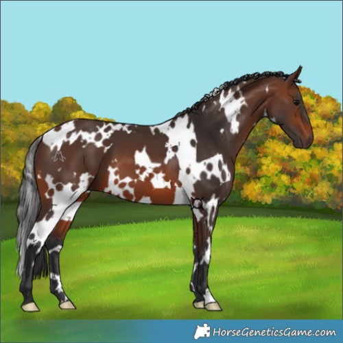 Horse Color:White Spotted Brown 
