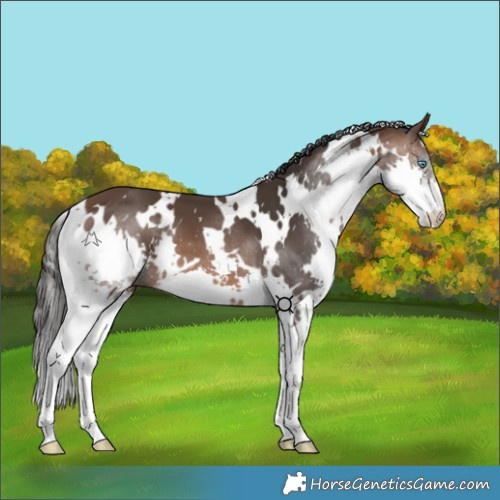 Horse Color:White Spotted Brown Splash 