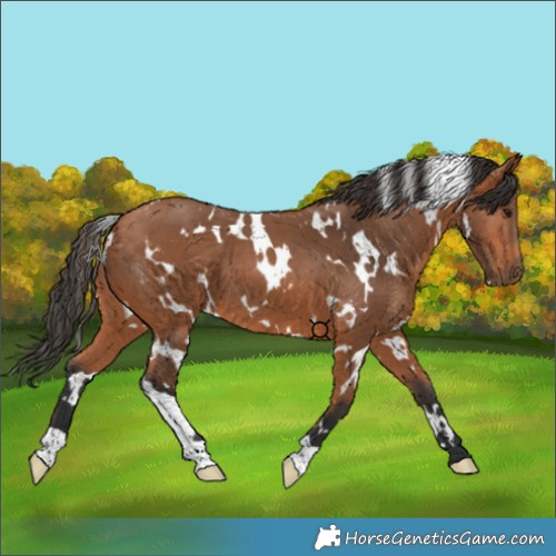 Horse Color:White Spotted Bay 