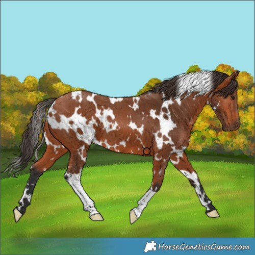 Horse Color:White Spotted Bay 