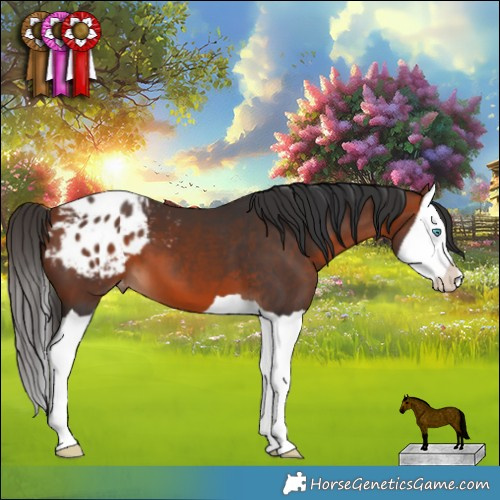 Horse Color:Bay Splash Appaloosa 