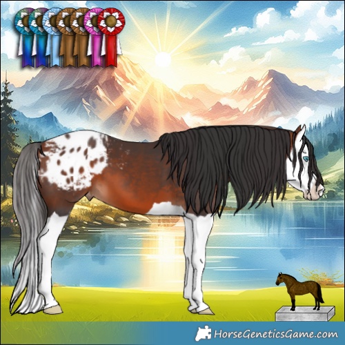 Horse Color:Bay Splash Appaloosa