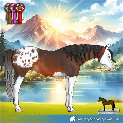 Horse Color:Bay Splash Appaloosa