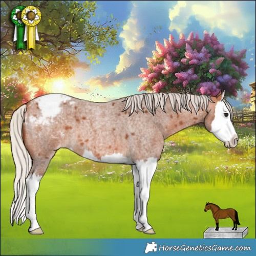 Horse Color:Silver Bay Roan Splash Appaloosa 