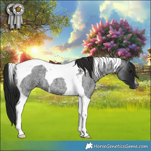 Horse Color:Gray Blue Roan Tobiano 
