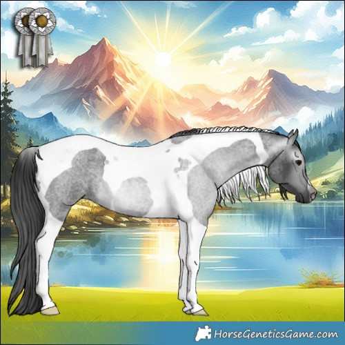 Horse Color:Gray Blue Roan Tobiano