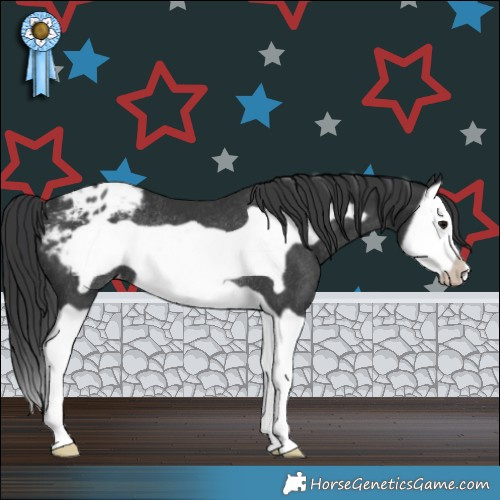 Horse Color:Black Splash Frame Appaloosa Rabicano 