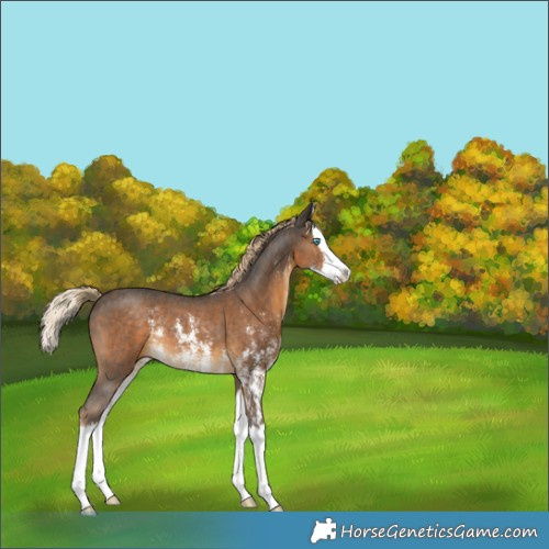 Horse Color:Chocolate Palomino Sabino Splash Rabicano