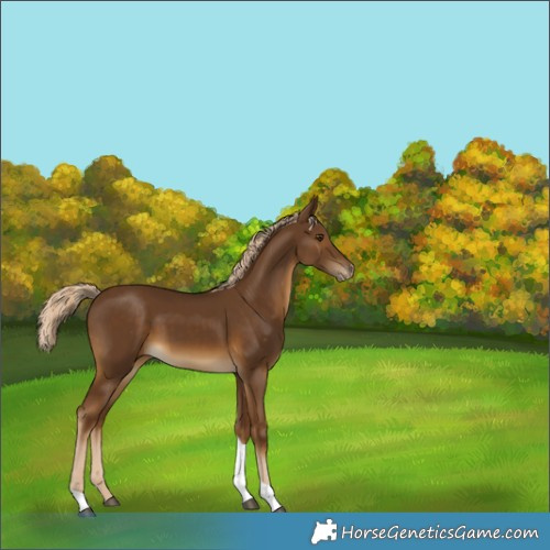 Horse Color:Chocolate Palomino Tobiano Appaloosa Rabicano 