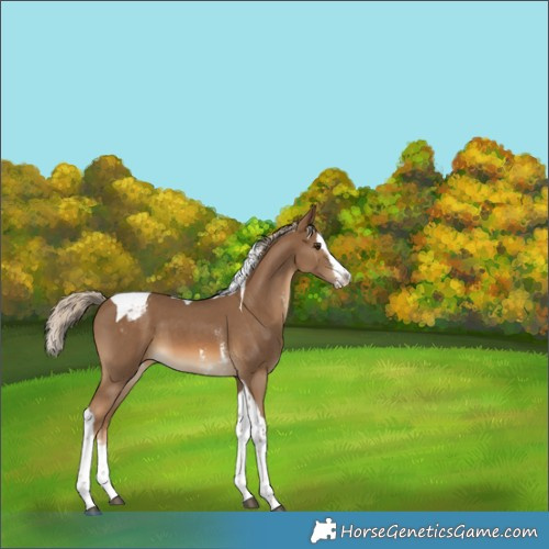 Horse Color:Chocolate Palomino Sabino Splash Tobiano Appaloosa 