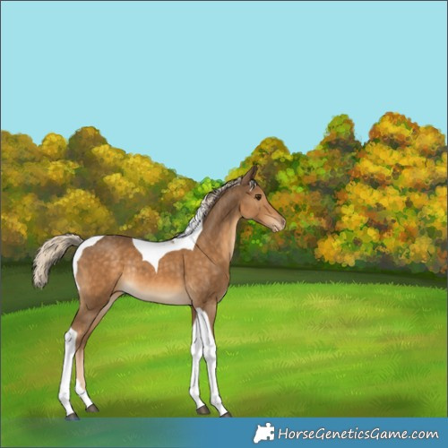 Horse Color:Chocolate Palomino Tobiano Appaloosa Rabicano 