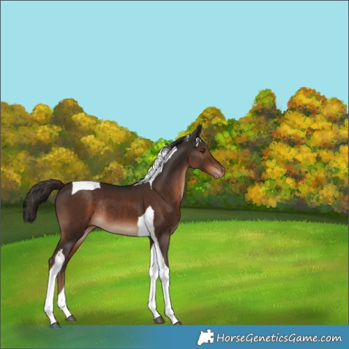 Horse Color:Liver Chestnut Tobiano Appaloosa Rabicano 