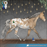 Horse Color:Silver Buckskin Dun Skewed Appaloosa 